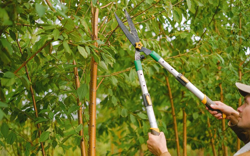 Tree trimming in Taholah, WA